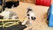 Hilarious Border Collie Puppies TEAR APART a broom! - Puppy Love