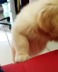 Golden Retriever Puppy Tries to Bite Camera
