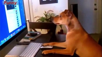 HOT Animal Sex - Animal Mating - Funny Video New 2015 Part 028
