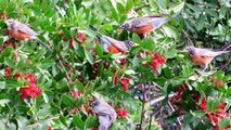 Video For Cats - Robins Eating Berries And Birdsongs