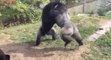 Deux énormes gorilles se battent dans un zoo aux Etats-Unis