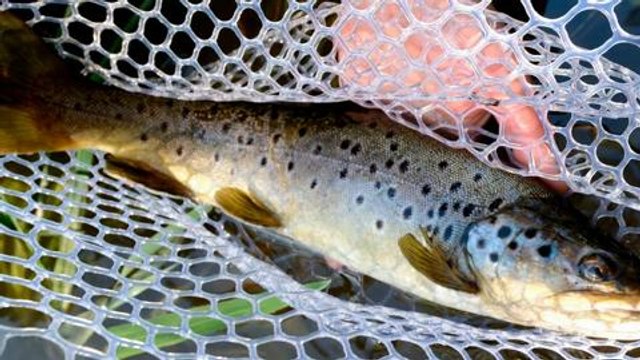 Truites au petit poisson