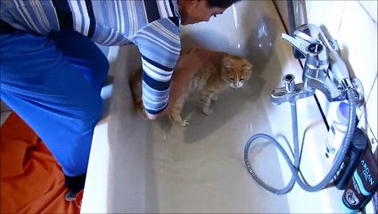 Funny cat Nici ''enjoying'' under the shower with my sister's assistance