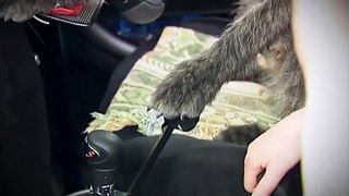 Dog Drives Car