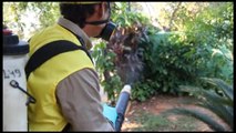 Paraguay le declara la guerra al mosquito aedes aegypti-