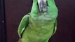 Talented talking parrot... Really awesome.