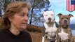 Pit bulls attack woman as she walks her dog in Whiskeytown, California