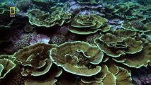 Pacific Ocean Paradise - National Geographic - 720p