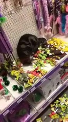 Funny cat rolling in catnip toys