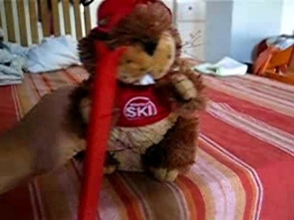 La marmotte de Roman