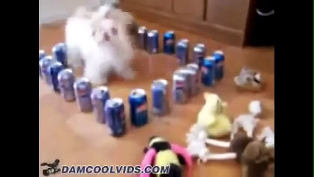 GATTI E CANI COMPILATION MIX 1