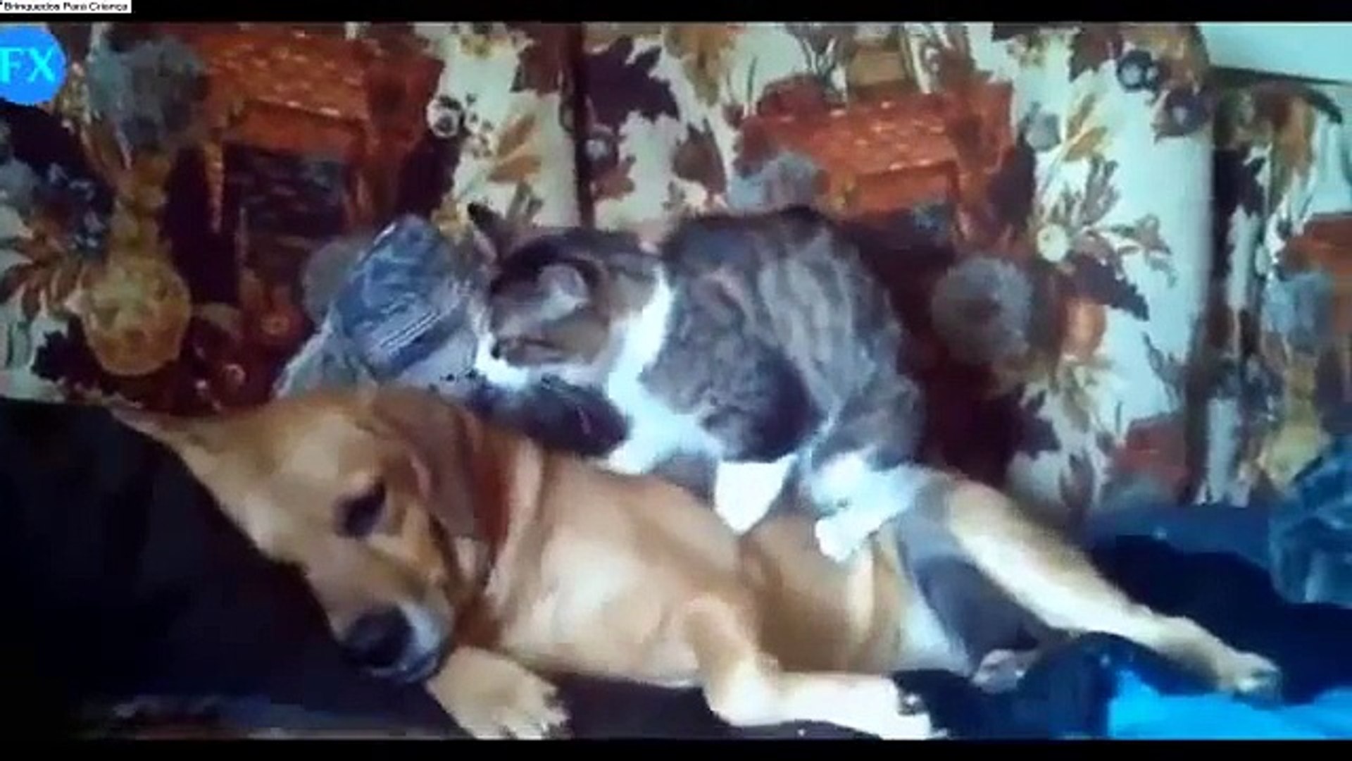 Gato Divertido 2016 - Funny Videos - Funny Cat - Funny Dog - Funny Dog Videos - Funny Cats