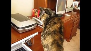 The Fight Between Cats and Printers - Funny Compilation