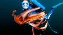 Sea Wildlife Video Strange Sea Creatures Documentary (Sea Animals Documentary Full Length)