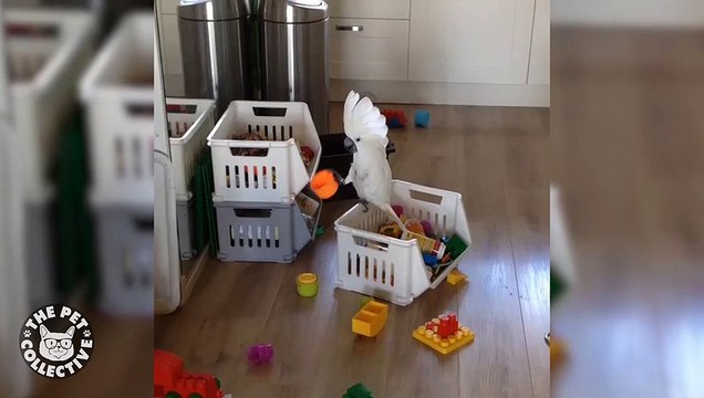 Screaming Bird || Loudest Bird Ever