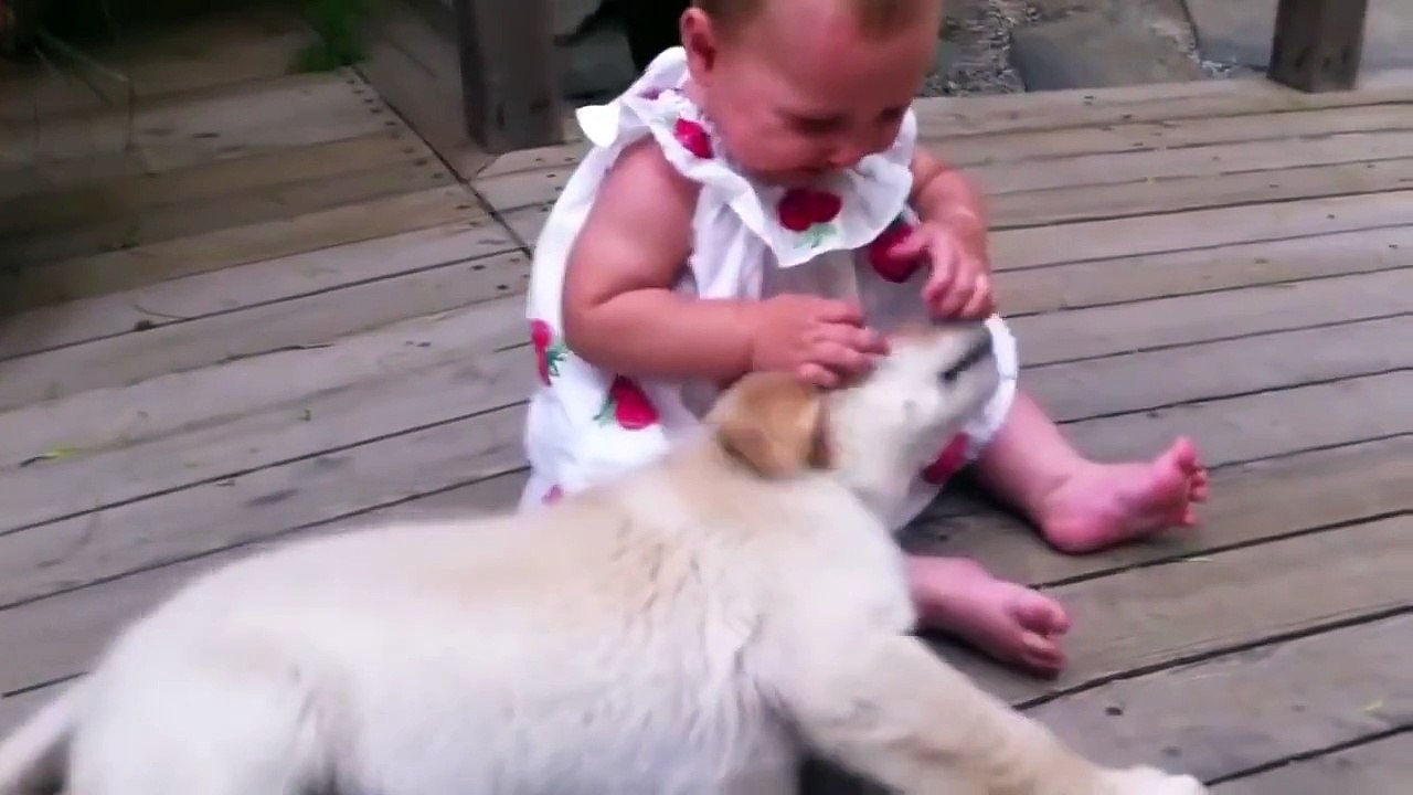 Funny Animals Must Watch Compilation 2015 Rabbits Mouse