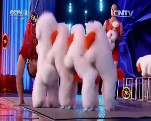 The cutest puppy show ever seen