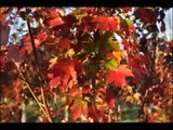 Fast Growing Red Maple Trees   ... The Sunset Red Maple