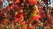 Fast Growing Sunset Red Maples     Bucks County Grower