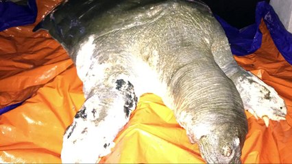 Video cụ rùa Hồ gươm qua đời ( xác cụ rùa được chuyển vào đền Ngọc Sơn)