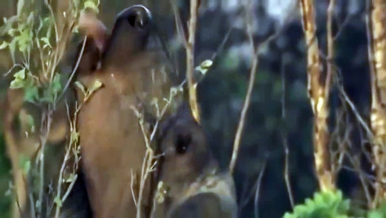 Lion Documentary 2015 BULL BUFFALLO vs LIONS OVERCOME DEATH!! NAT GEO WILD