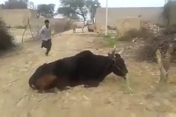 Kya jump mara hay bhai sahib nay zara ghor farmay - urdu and punjabi funny video totay