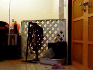 Dog trying to escape the cage