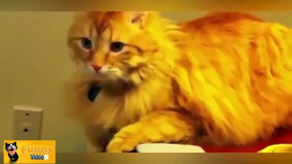 Funny Cats Compilation 60 min NEW in HD 2014