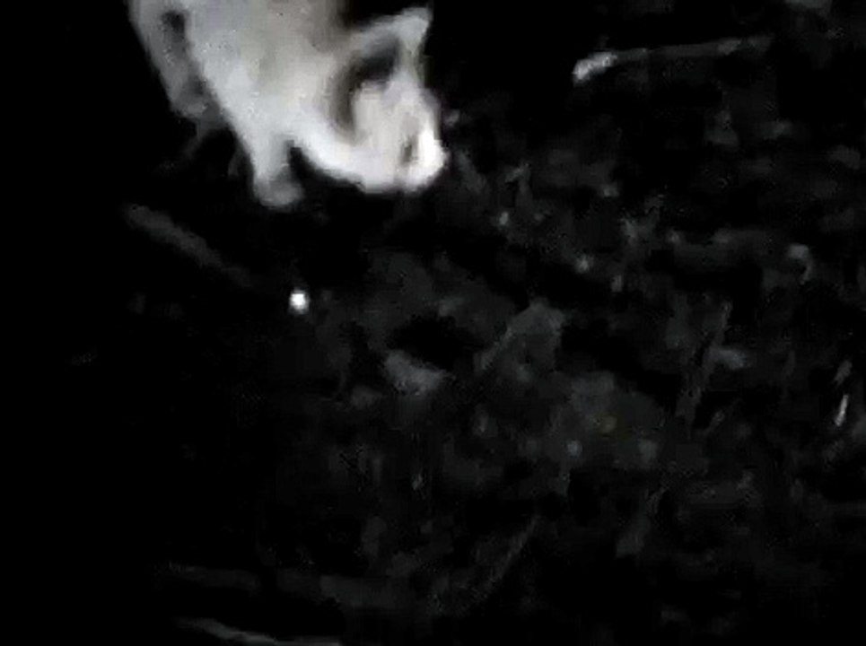 Cats Part 7