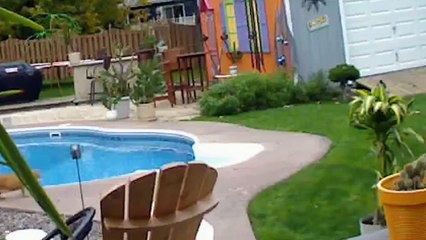 Cat Pushes Rival In Pool