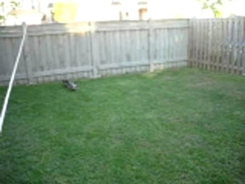 Duck fight