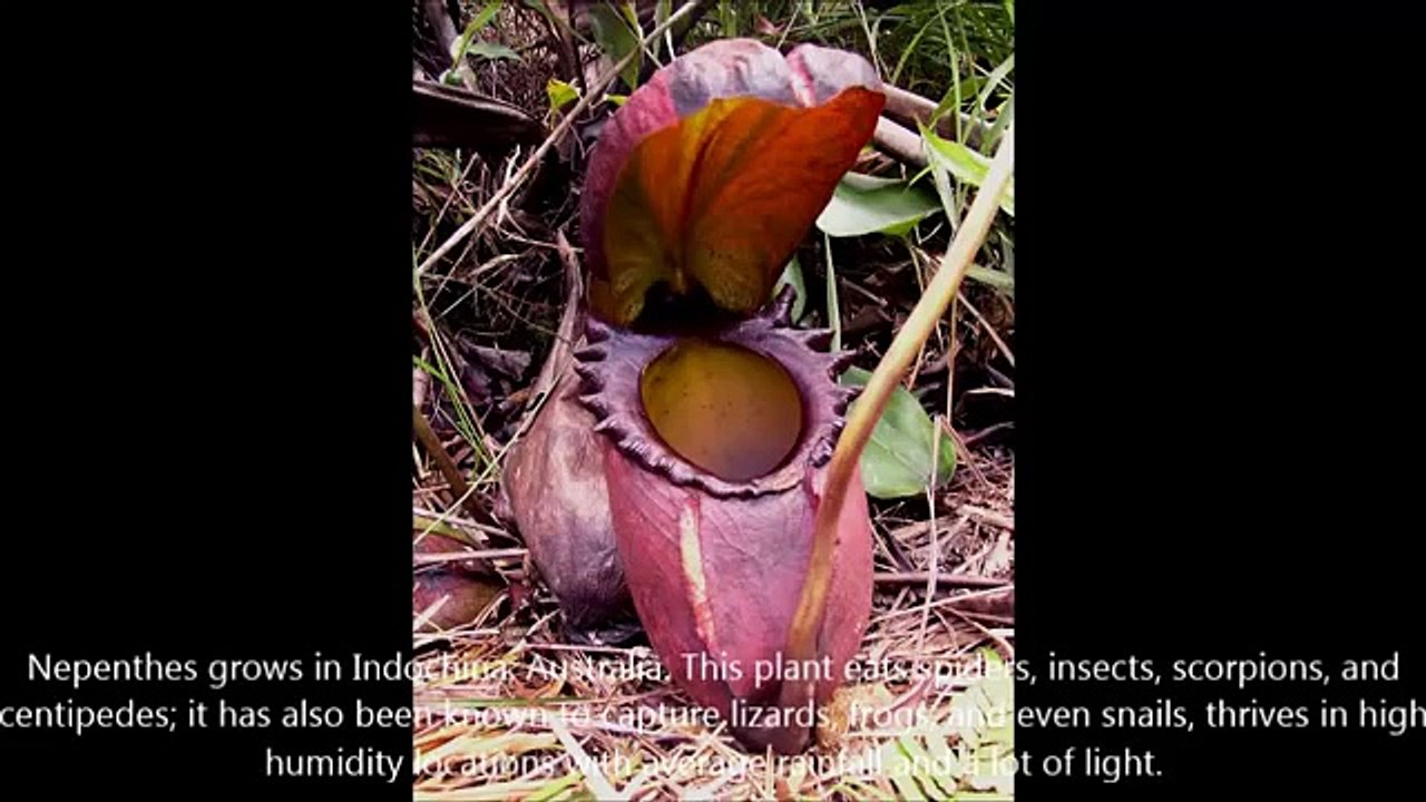 10 Bizarre And Truly Scary Plants You Never Knew Existed