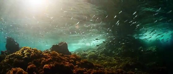 EVOLUTION - Bande-annonce