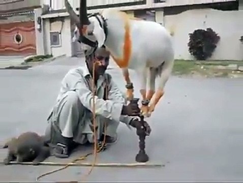 Circus video es bander aur bakery k kertab daikhain kia bat hy wao