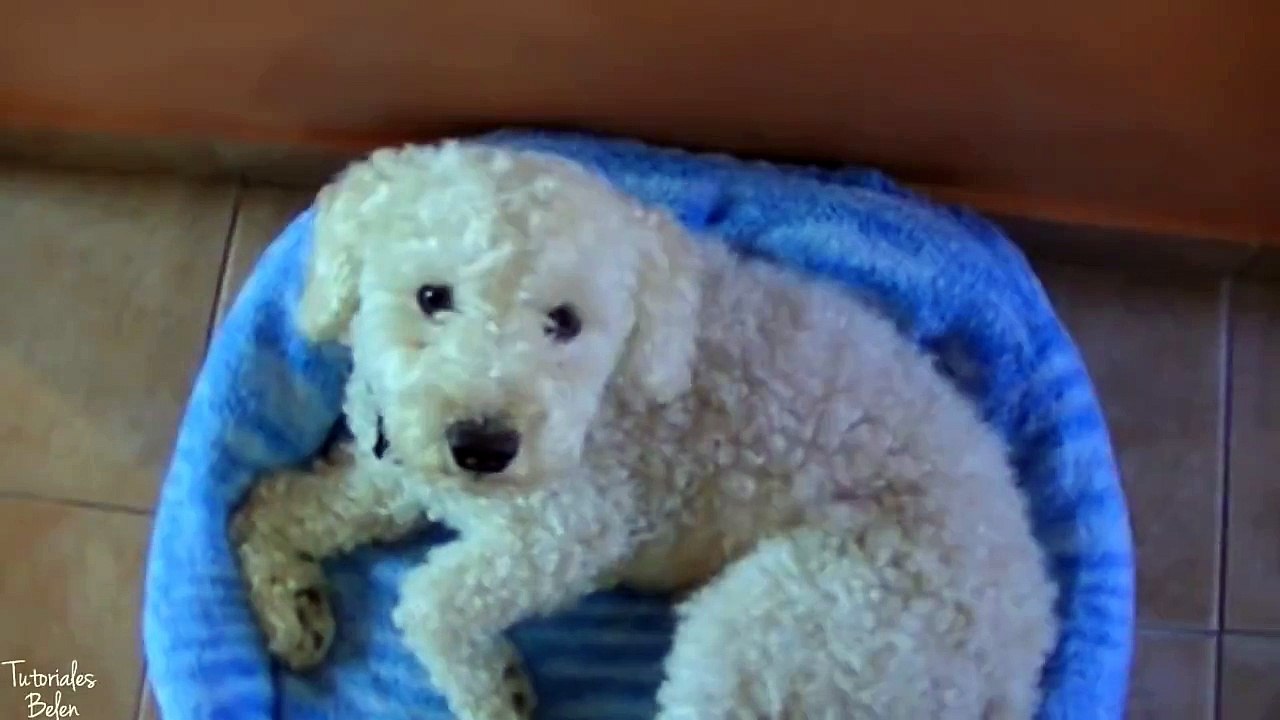 Como hacer una cama para perros_gatos, fácil - Tutoriales Belen (CC3c5HZv2sg)