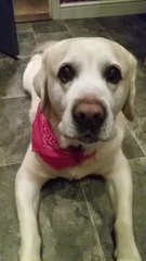 Dog creates steady beat for "rapping mom"