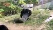 Le règlement de compte entre deux gorilles