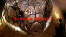 Animal attack video kis tarah  cheety ny sahi ko shikaar kia