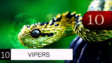 Top 10 Most Dangerous Snakes In The World