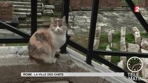 Sans frontières - Rome : La ville des chats - 2016/01/20