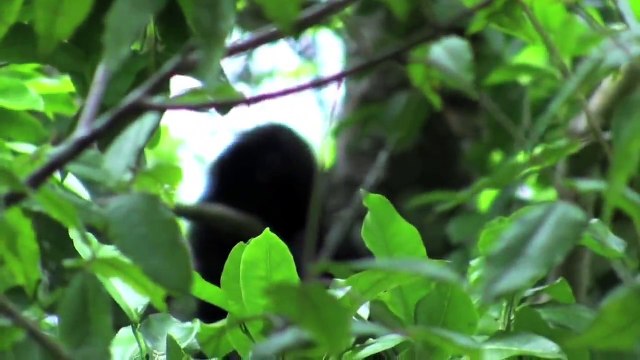 Bigfoot Alien Demon, Native American Bigfoot Research Zen Yeti News #6