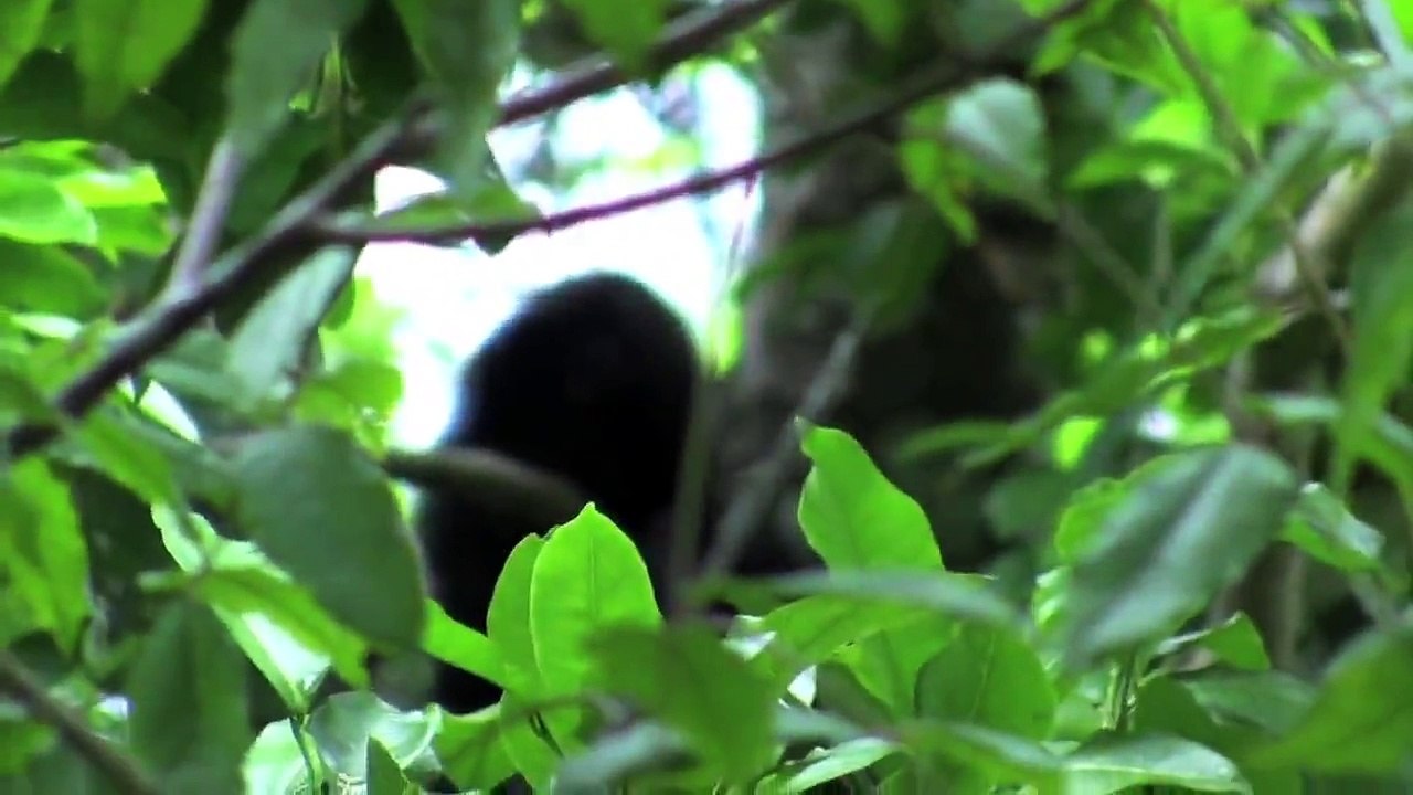 Bigfoot Alien Demon, Native American Bigfoot Research Zen Yeti News #6