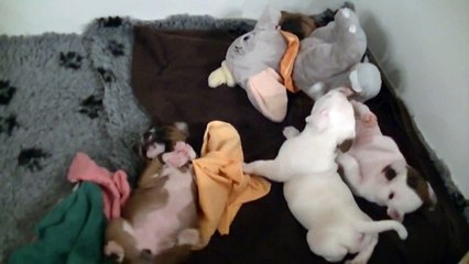 54ème vidéo Chiots de STAFFORDLAND