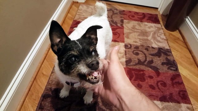 This Cute Dog doesn't really looks like friendly... WOW!