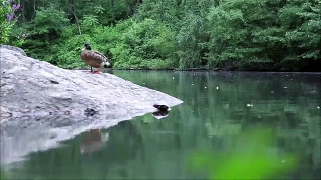 Rabbids Invasion - Rabbid gegen Rolltreppe! II Immer Mo bis Fr um 06:35 Uhr auf Nickelodeon!