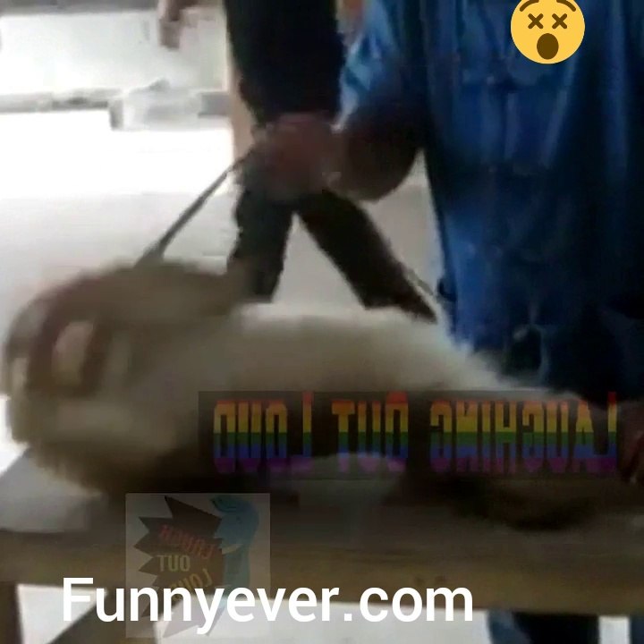 funny cat videos for kids Monkey Funny Push Ups Exercise 2015 - Funny Push Up Monkey Exercise Video 2016