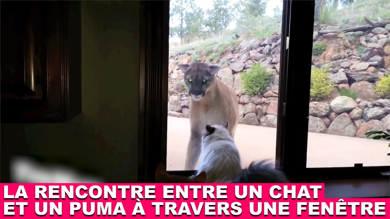 La rencontre entre un chat et un puma à travers une fenêtre ! Tout de suite dans la minute chat #104