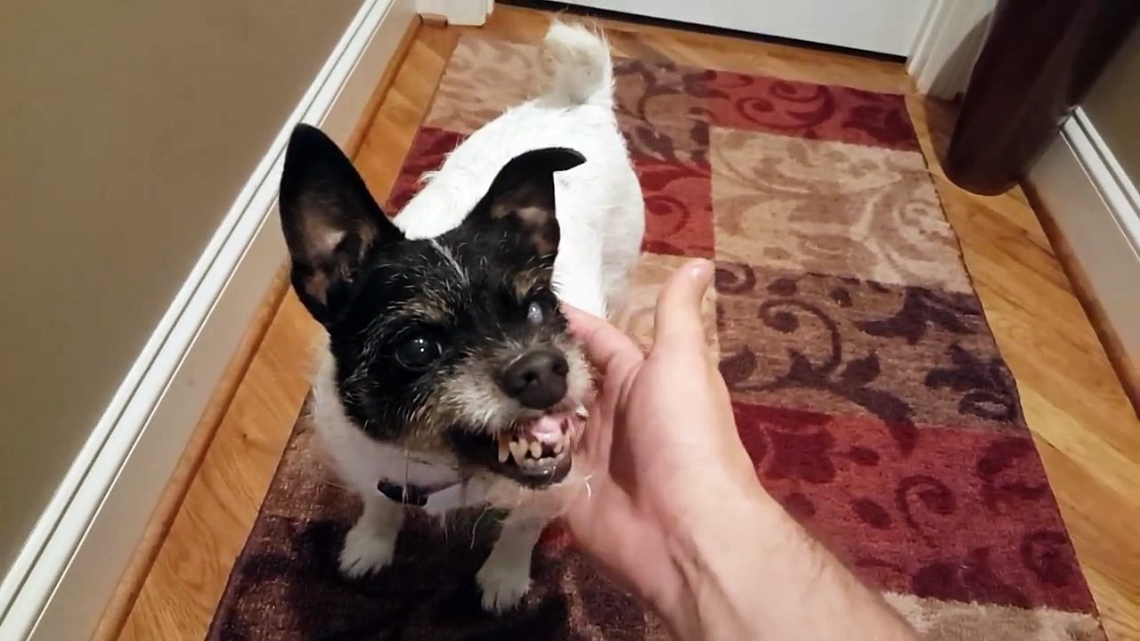 Un homme caresse l'adorable chien de sa grand-mère
