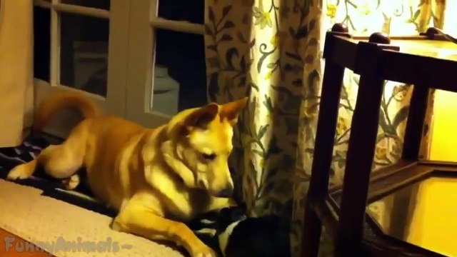 Cute Rabbits Playing With Dogs Funny Animal Compilation