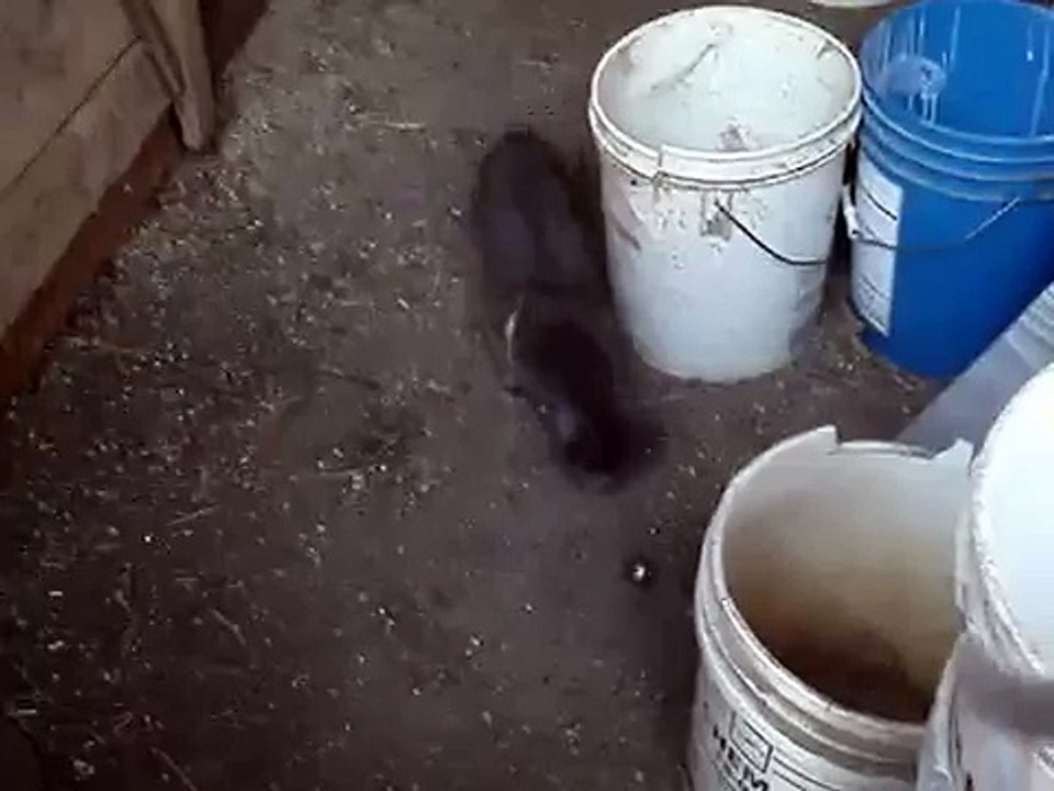Cats Part 3